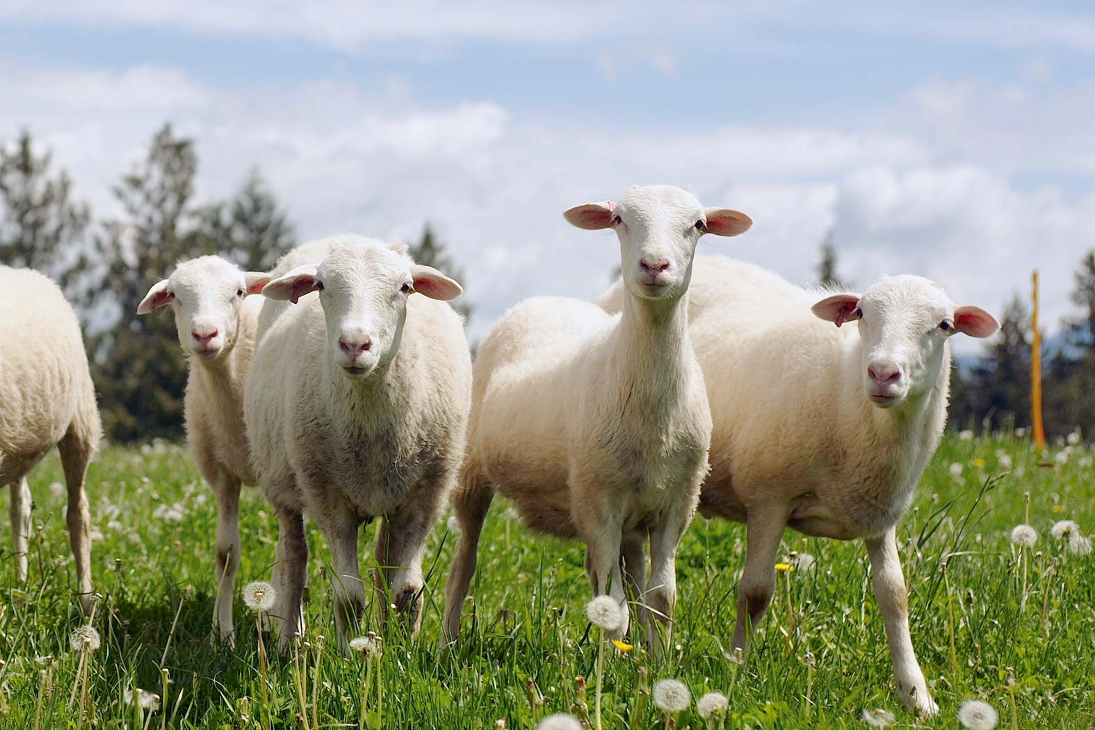gsellmann futter futtermittel mischfuttererzeugung gnas fladnitz steiermark geflügelfutter rinderfutter schweinefutter biofutter