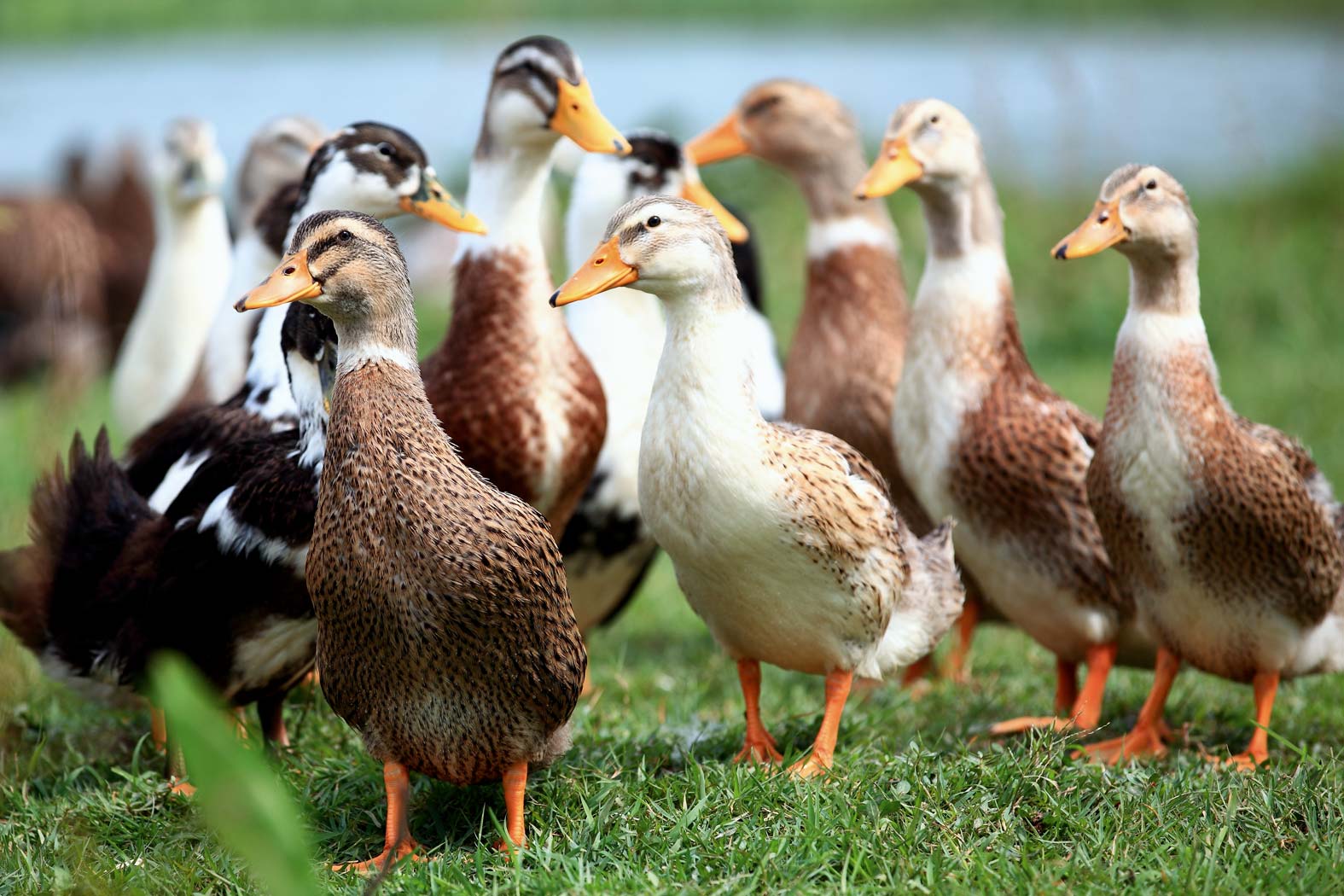 gsellmann futter futtermittel mischfuttererzeugung gnas fladnitz steiermark geflügelfutter rinderfutter schweinefutter biofutter