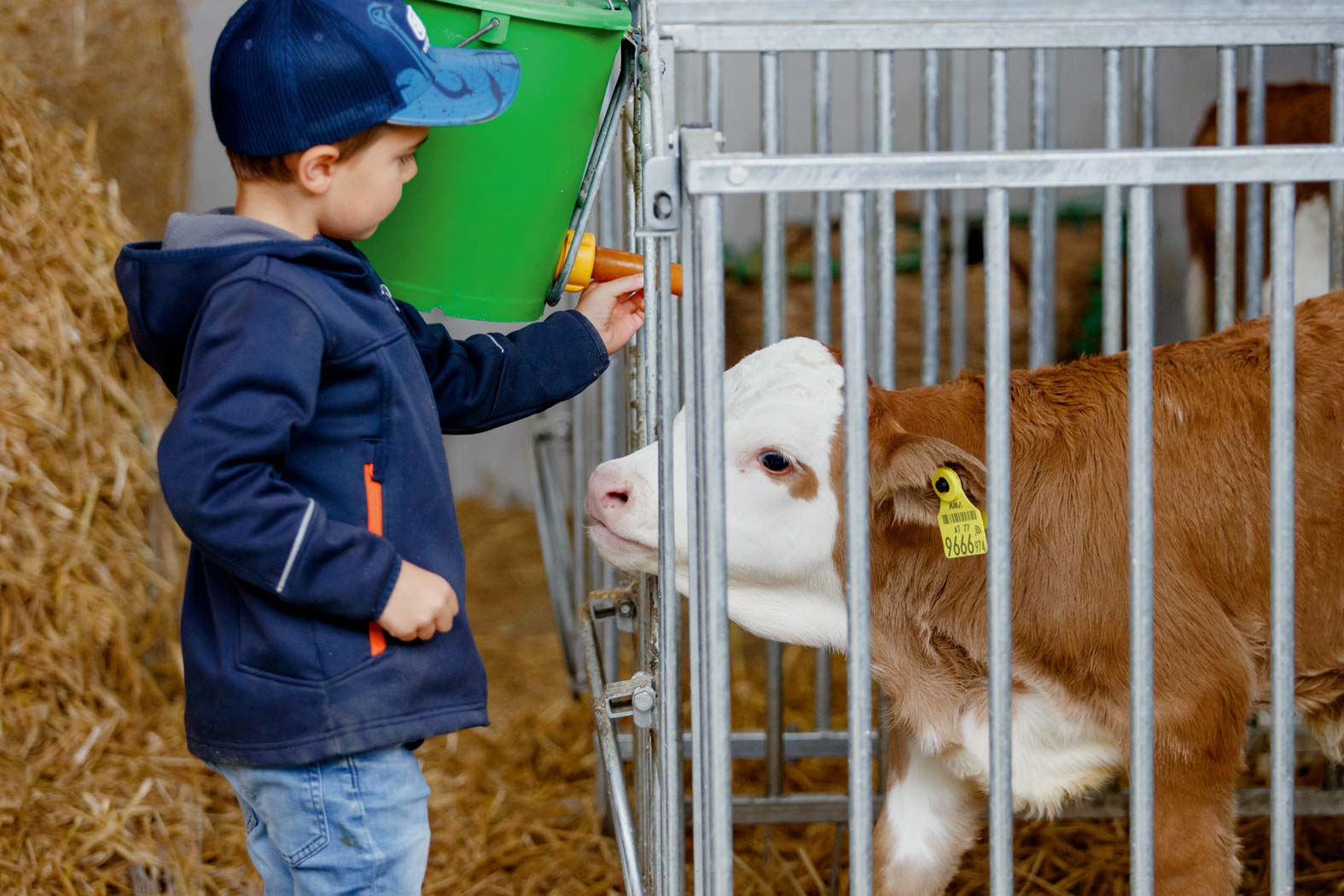 gsellmann futter futtermittel mischfuttererzeugung gnas fladnitz steiermark geflügelfutter rinderfutter schweinefutter biofutter