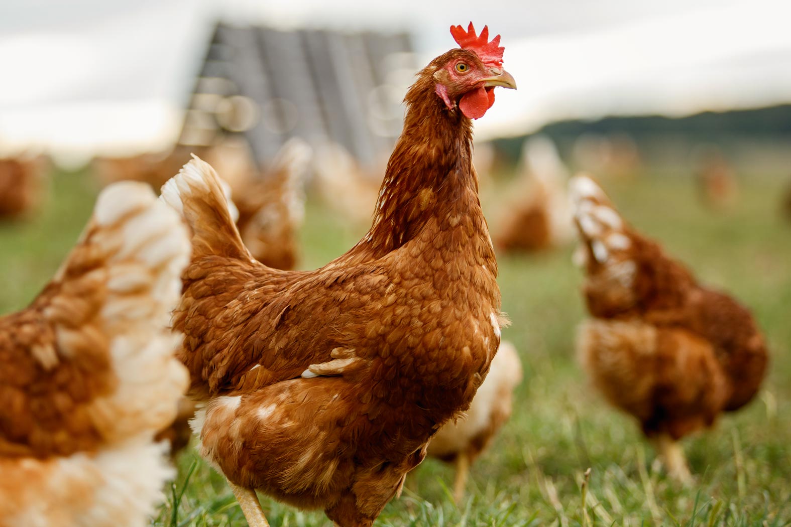 gsellmann futter futtermittel mischfuttererzeugung gnas fladnitz steiermark geflügelfutter rinderfutter schweinefutter biofutter