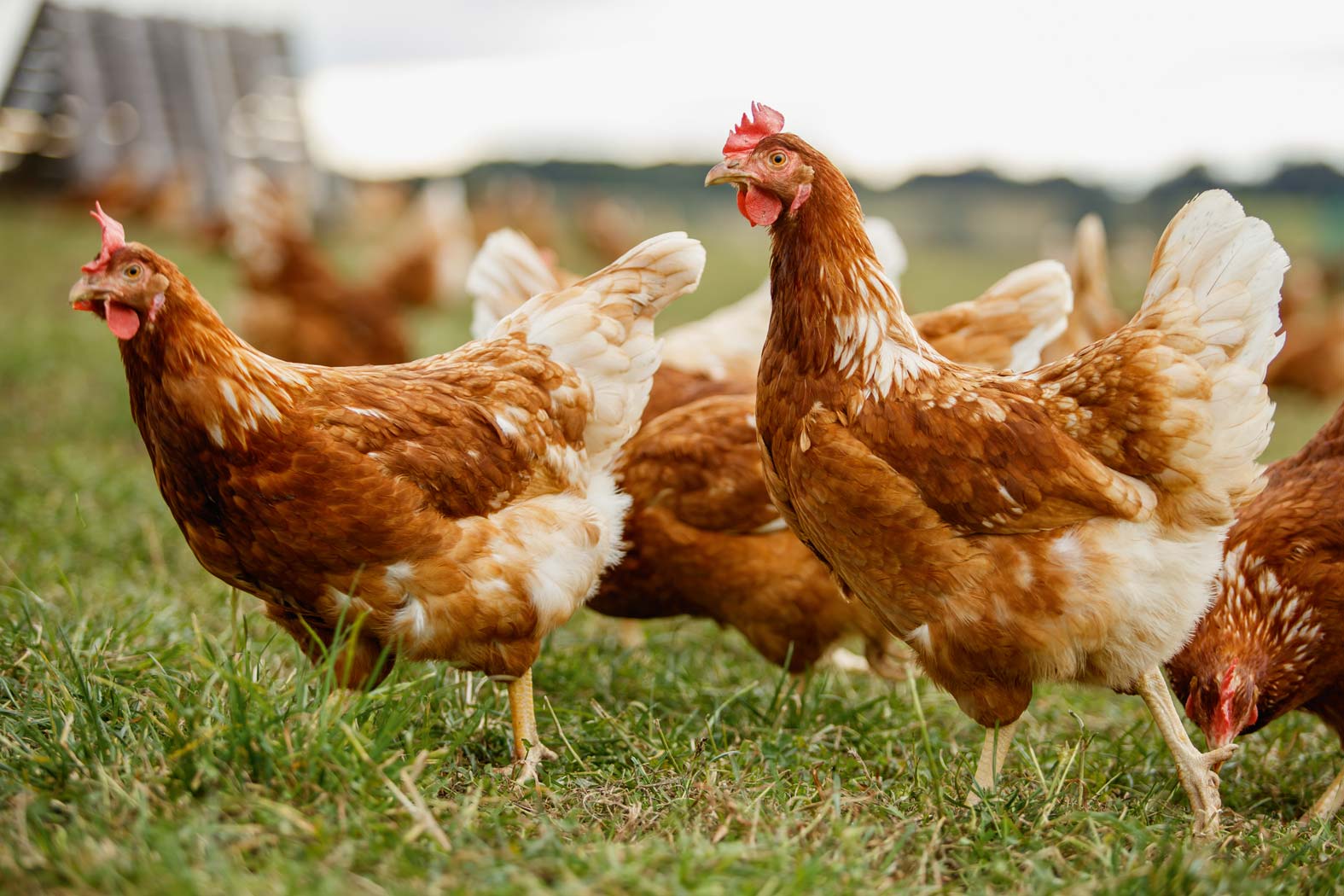 gsellmann futter futtermittel mischfuttererzeugung gnas fladnitz steiermark geflügelfutter rinderfutter schweinefutter biofutter