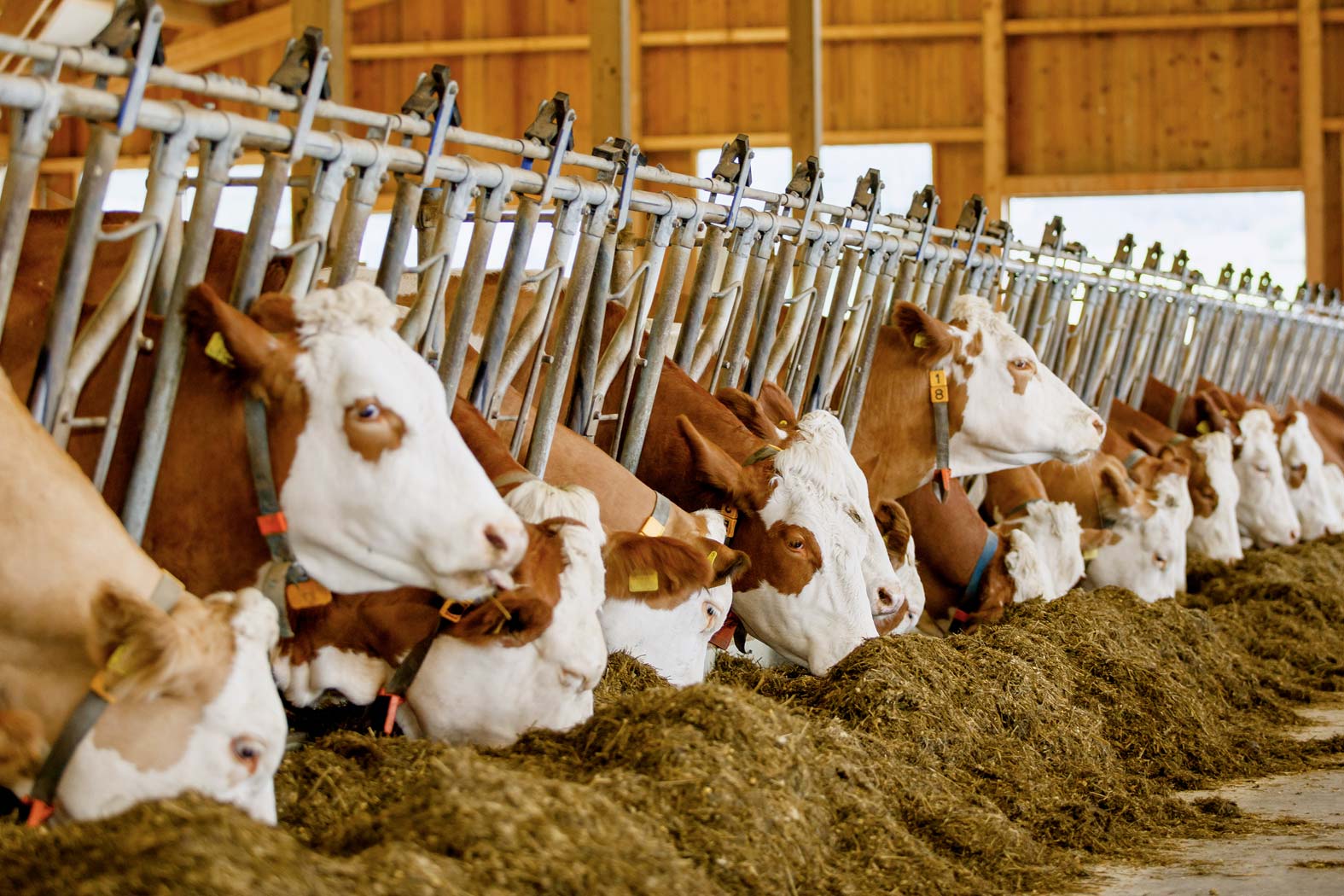 gsellmann futter futtermittel mischfuttererzeugung gnas fladnitz steiermark geflügelfutter rinderfutter schweinefutter biofutter
