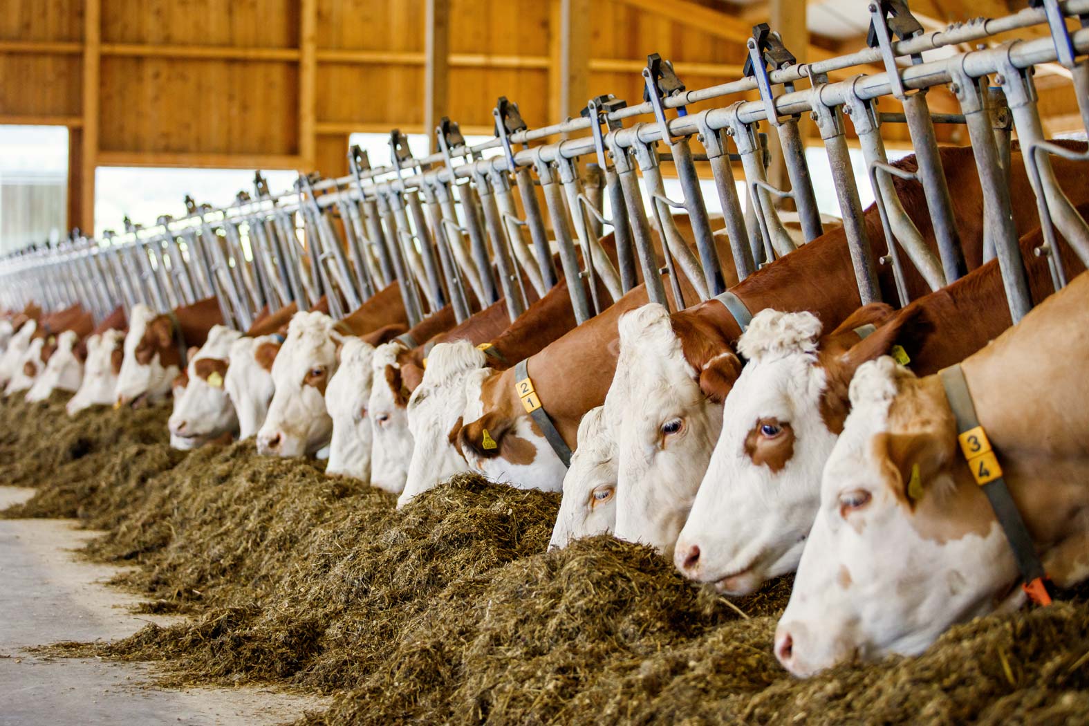 gsellmann futter futtermittel mischfuttererzeugung gnas fladnitz steiermark geflügelfutter rinderfutter schweinefutter biofutter