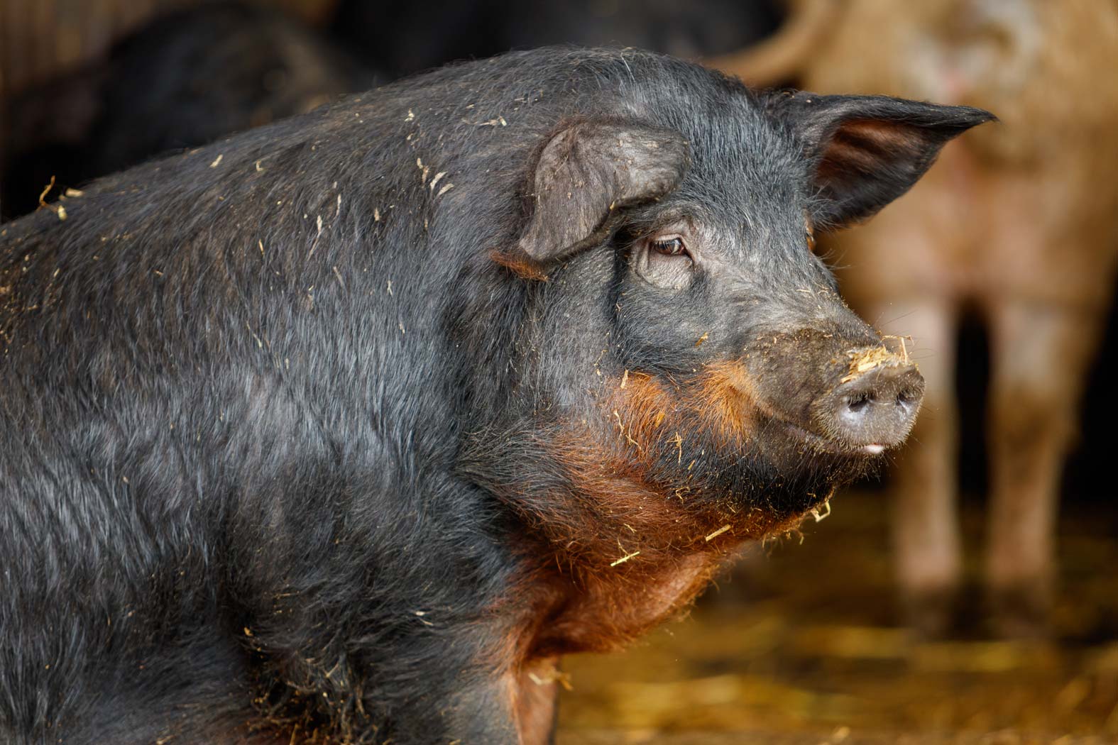 gsellmann futter futtermittel mischfuttererzeugung gnas fladnitz steiermark geflügelfutter rinderfutter schweinefutter biofutter