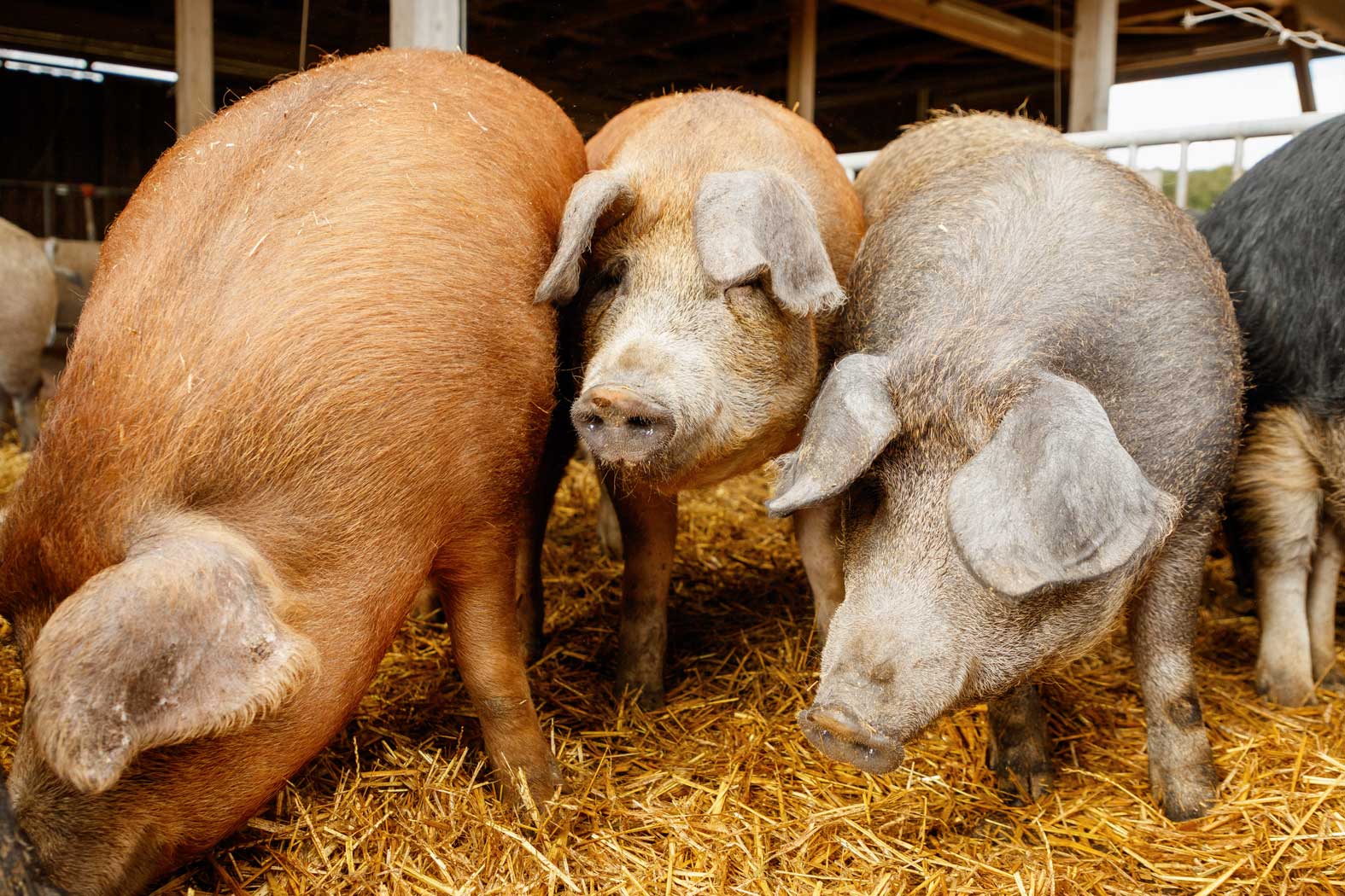 gsellmann futter futtermittel mischfuttererzeugung gnas fladnitz steiermark geflügelfutter rinderfutter schweinefutter biofutter
