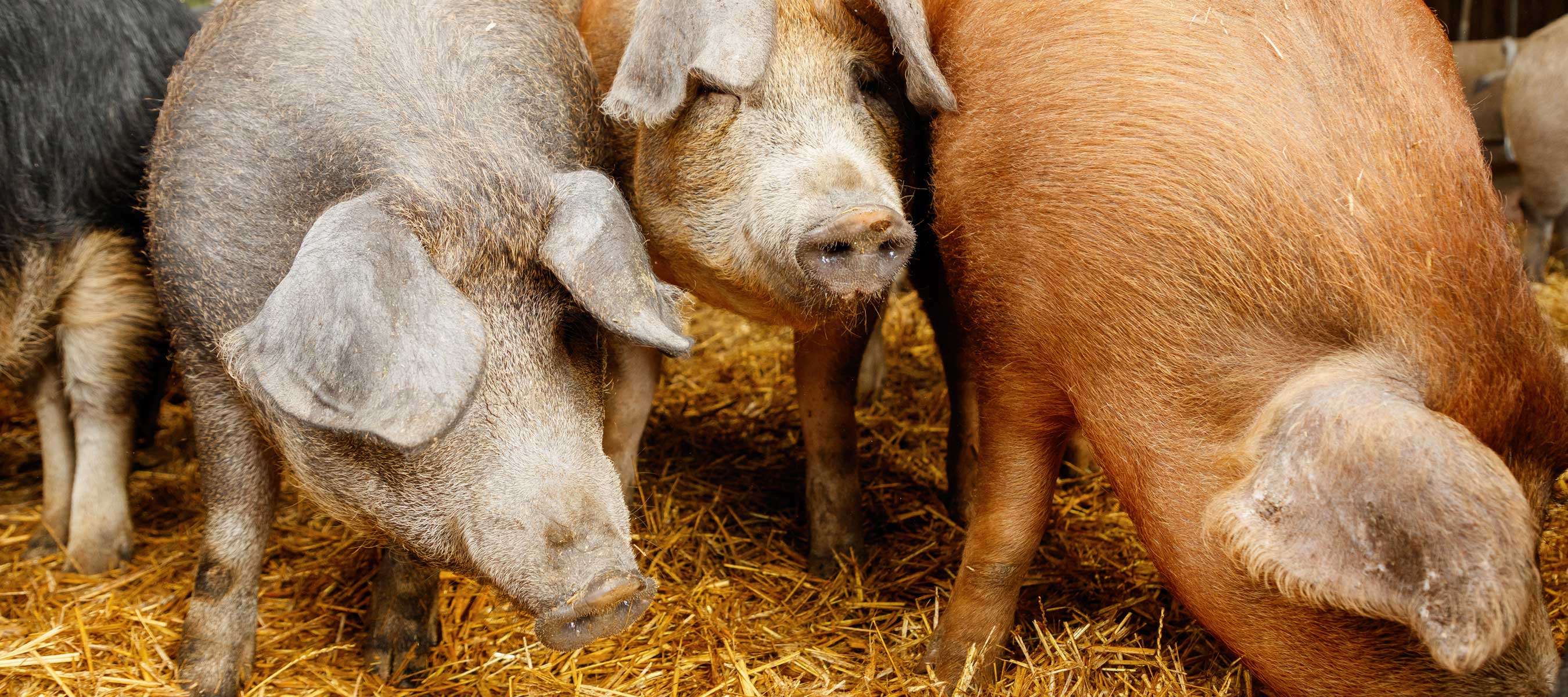 gsellmann futter futtermittel mischfuttererzeugung gnas fladnitz steiermark schweinefutter biofutter